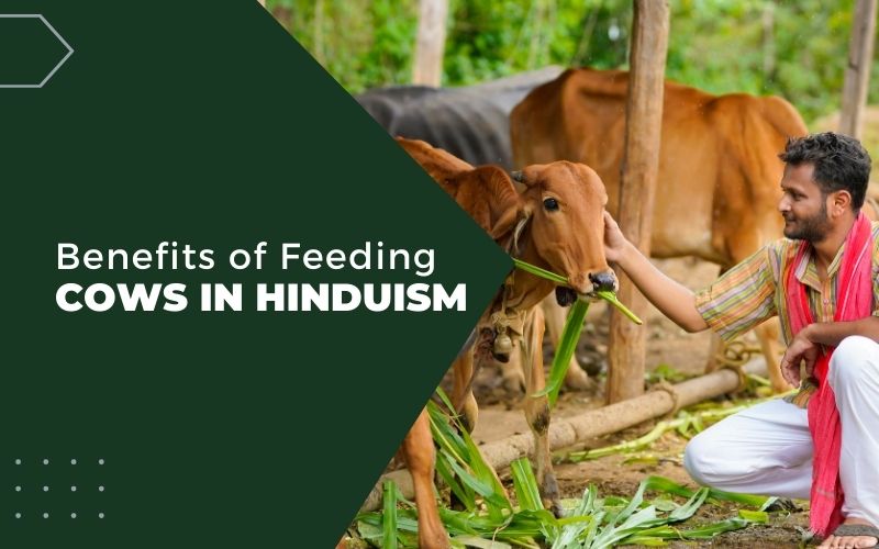 Benefits of Feeding Cows in Hinduism