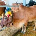 cow-seva-slider-img1