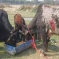 cow-seva-slider-img3