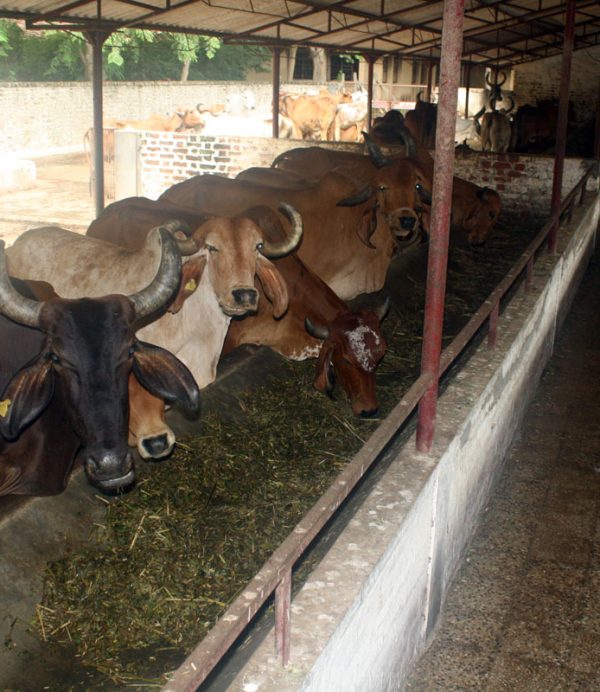 cow sewa