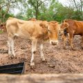 Herd of cows walking through the countryside in Amazonia - Bolivia